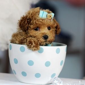 Meet your Posher, Lila